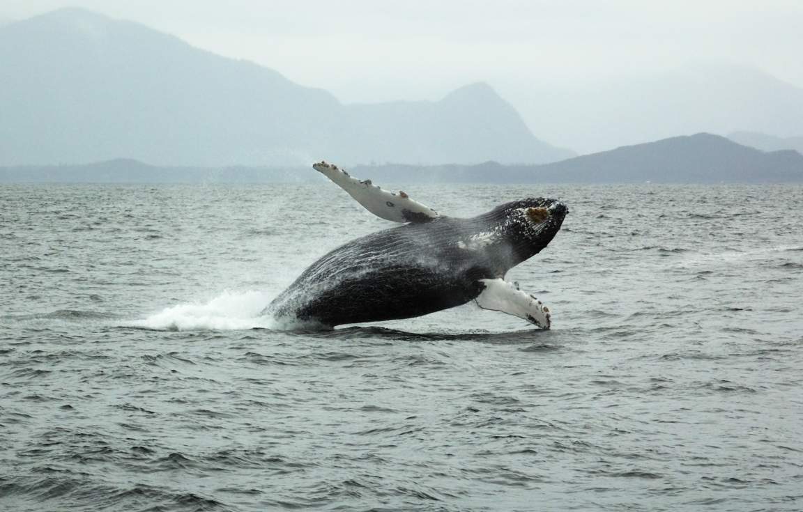 Halifax Whale Watching Canada First Class Holidays